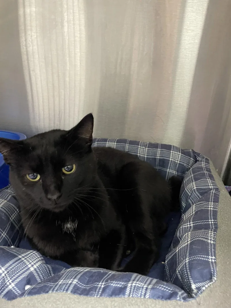 An adult medium-sized male Black & White / Tuxedo Tuxedo cat named Elliott Spencer for adoption in Georgetown, KY