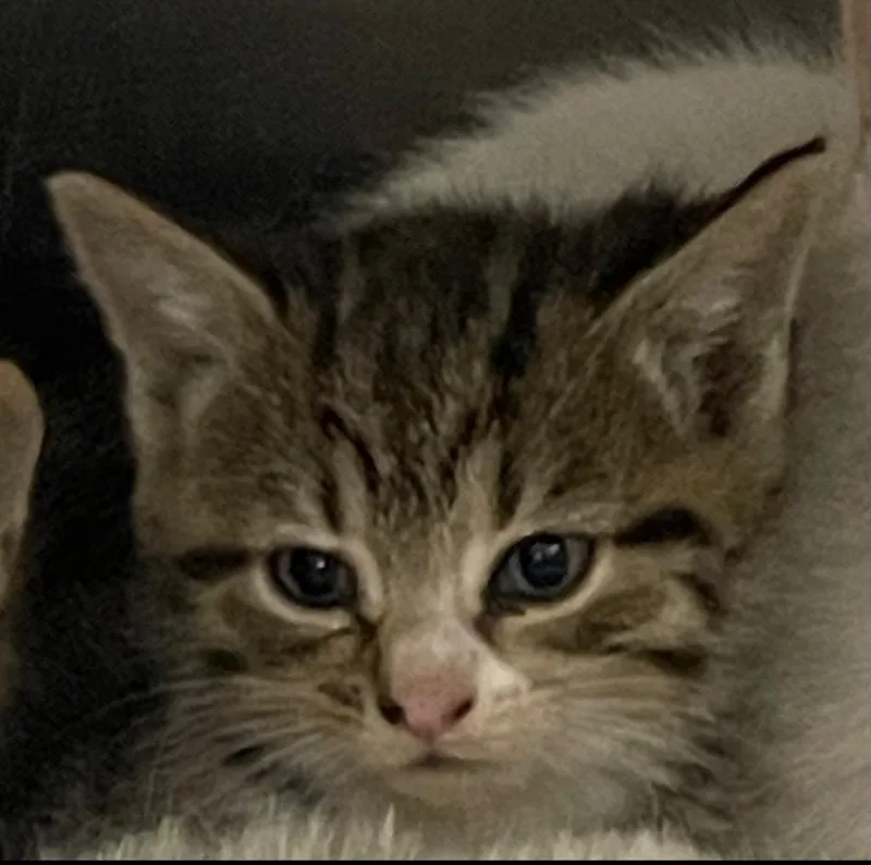 A baby small-sized male Domestic Short Hair cat named Leonard for adoption in Henderson, NC