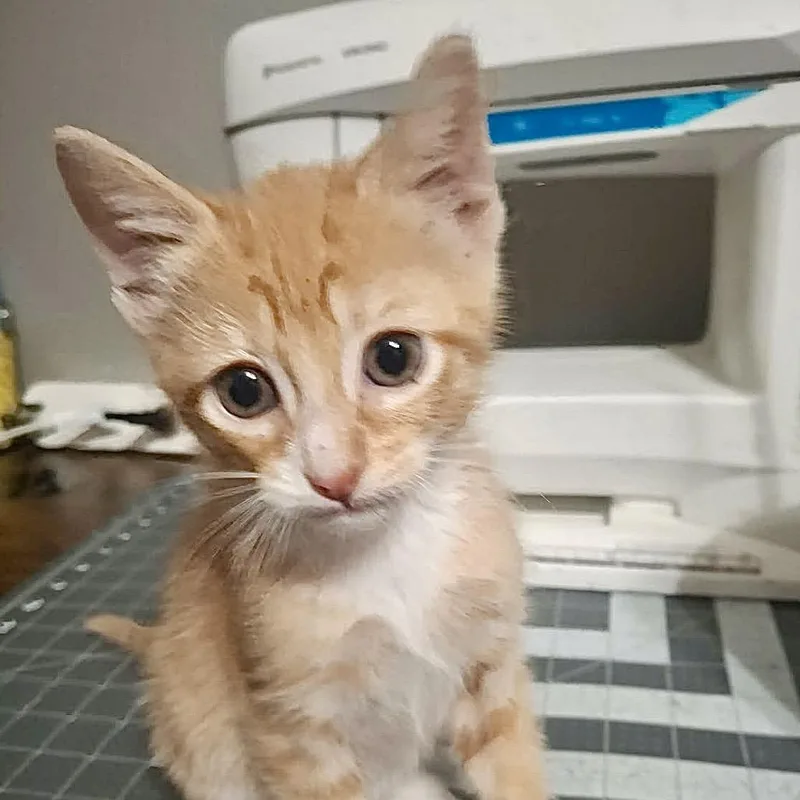 A baby small-sized male Orange / Red Domestic Short Hair cat named Halsin for adoption in Denison, TX