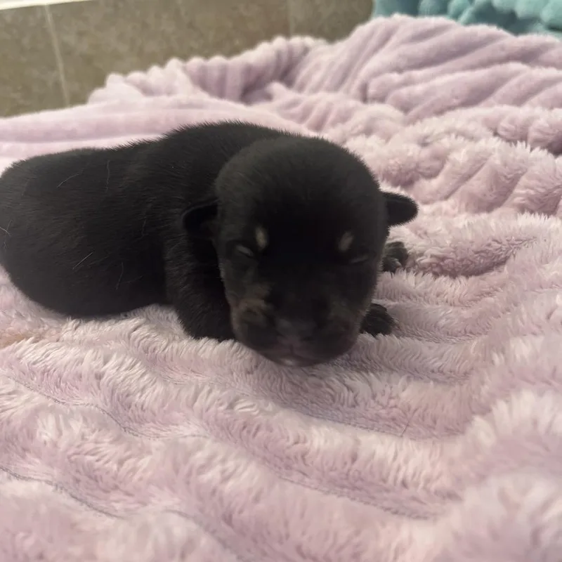 A baby medium-sized male Black Boxer dog named Arf Maul for adoption in Kanab, UT