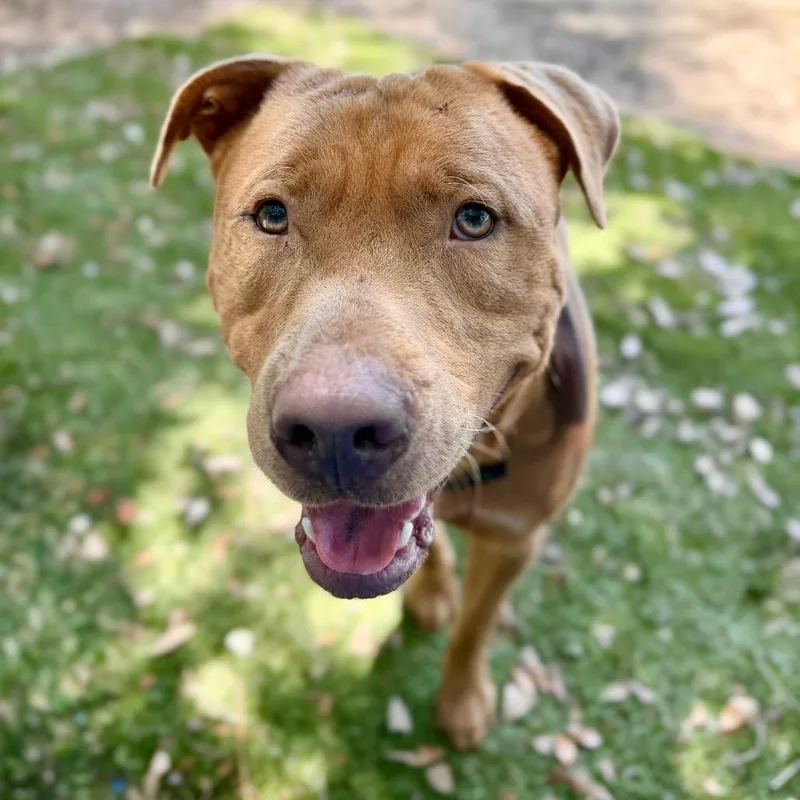 An adult medium-sized male Red / Chestnut / Orange Mixed Breed dog named Volkswagen for adoption in Milton, FL