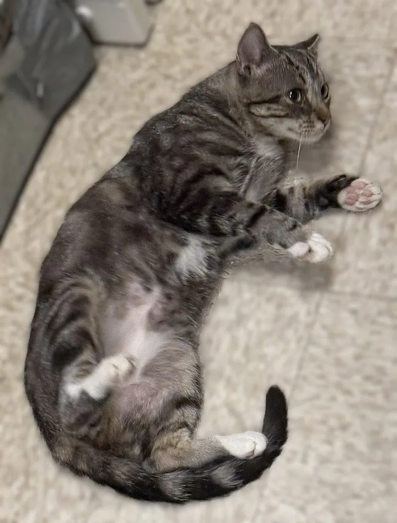 A young medium-sized male Domestic Short Hair cat named Newt for adoption in Herndon, VA