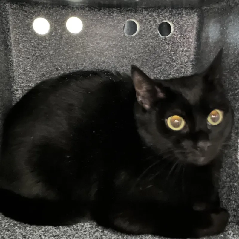 An adult medium-sized female Black Domestic Short Hair cat named Raven for adoption in Winston-Salem, NC