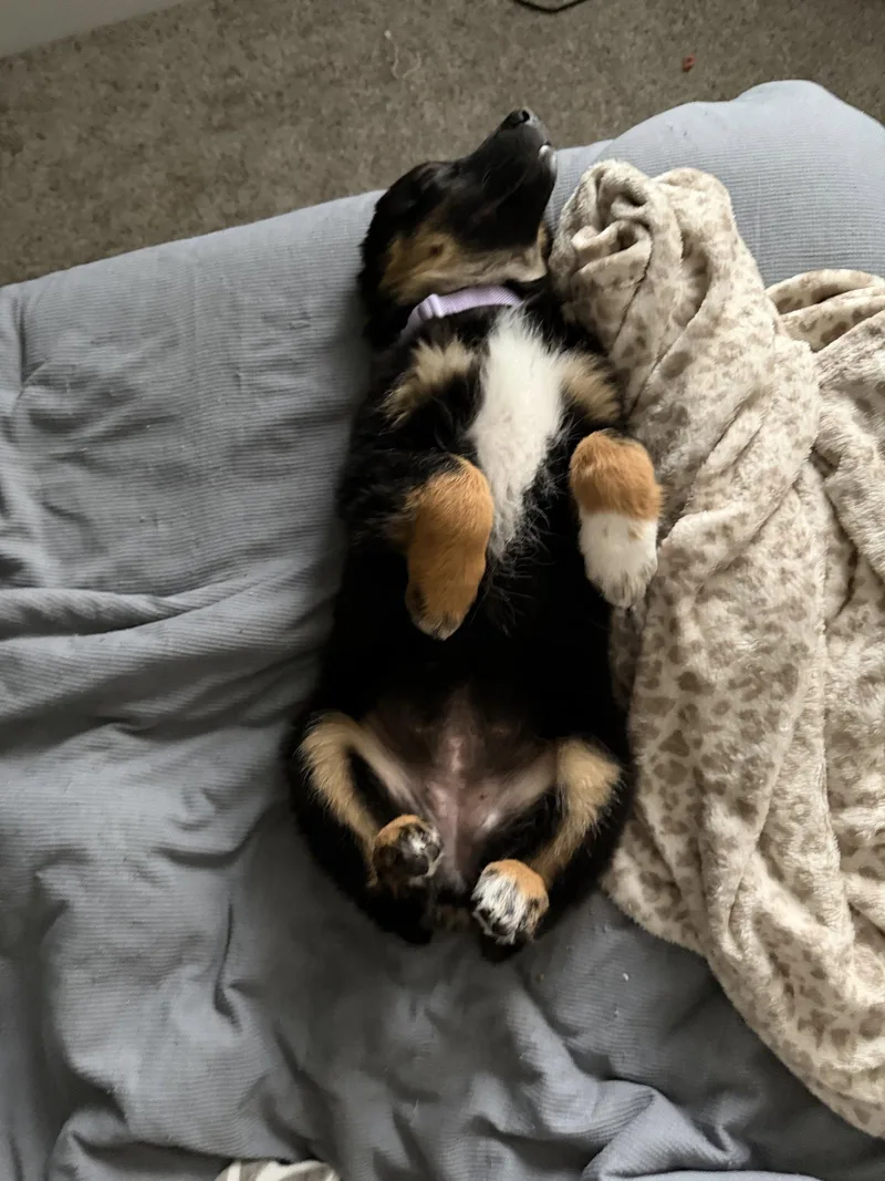 A young medium-sized female Australian Shepherd dog named Willow for adoption in Dallas, TX