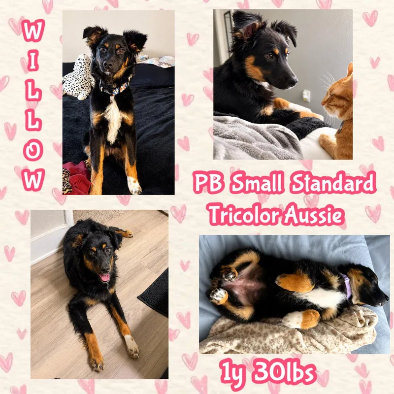 Willow thumbnail 2