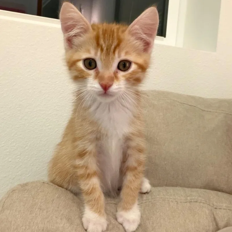 A baby small-sized male Orange / Red Domestic Short Hair cat named Cortado for adoption in Tustin, CA