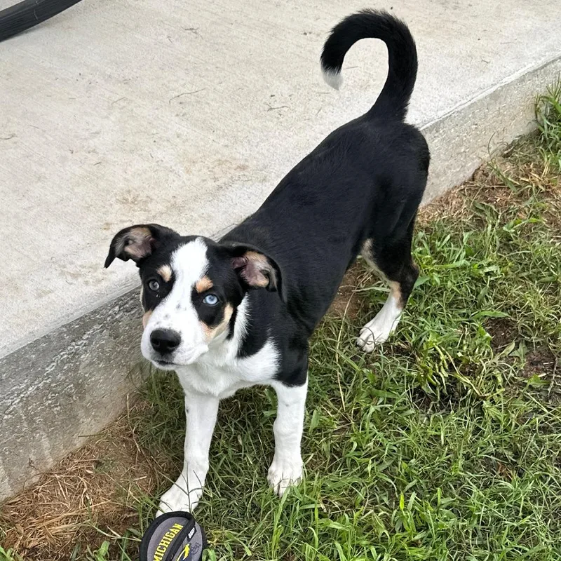 A baby small-sized female Yellow / Tan / Blond / Fawn Australian Shepherd dog named Ava for adoption in Rossville, GA