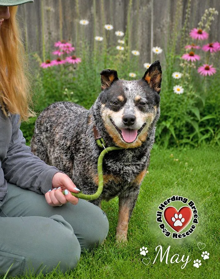 An adult medium-sized female Gray / Blue / Silver Cattle Dog dog named May for adoption in Joliet, IL