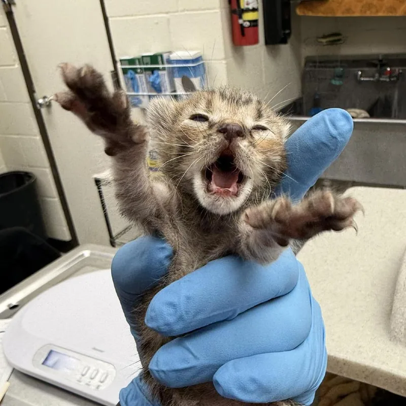 A baby small-sized female Brown / Chocolate Domestic Short Hair cat named Winnie for adoption in Bastrop, TX