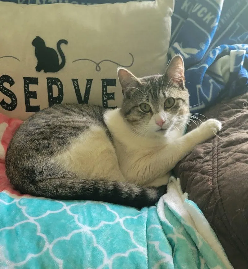 An adult large-sized male American Shorthair cat named Teddy for adoption in Roanoke, AL