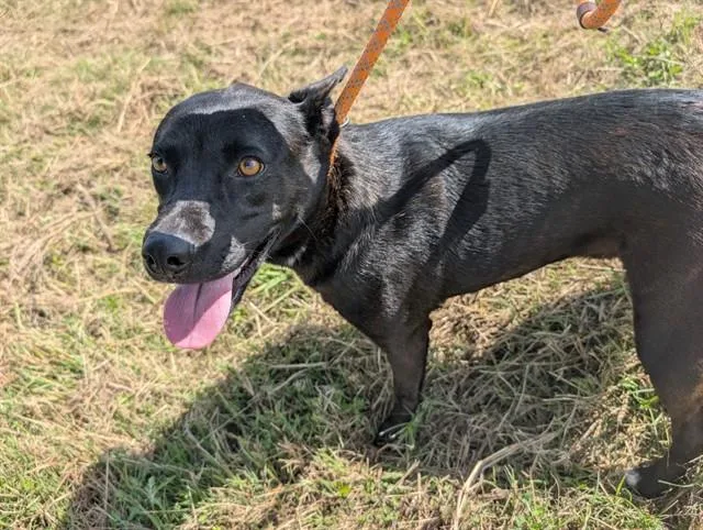 A young medium-sized female Labrador Retriever dog named Mar for adoption in Pasadena, TX