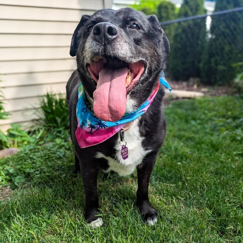 A senior large-sized female Pit Bull Terrier dog named Sage for adoption in Detroit, MI