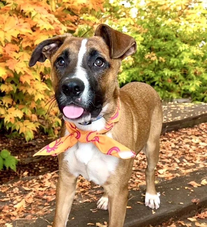 An adult large-sized male Tricolor (Brown, Black, & White) Boxer dog named Raphael for adoption in Perry, IA