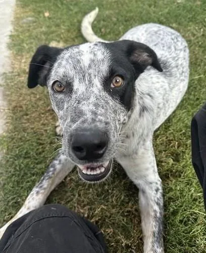 A baby medium-sized male Australian Cattle Dog / Blue Heeler dog named Copper for adoption in Las Vegas, NV