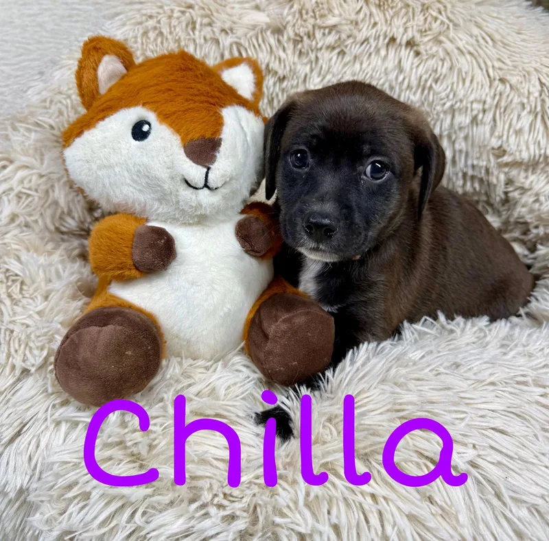 Chilla