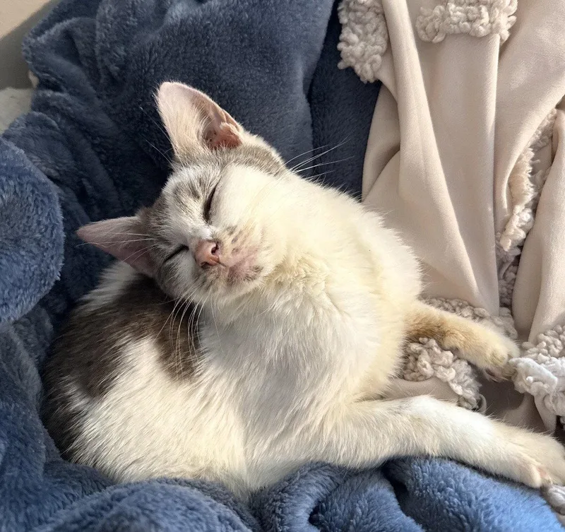 A young medium-sized female Domestic Short Hair cat named Sweetie for adoption in Columbus, IN