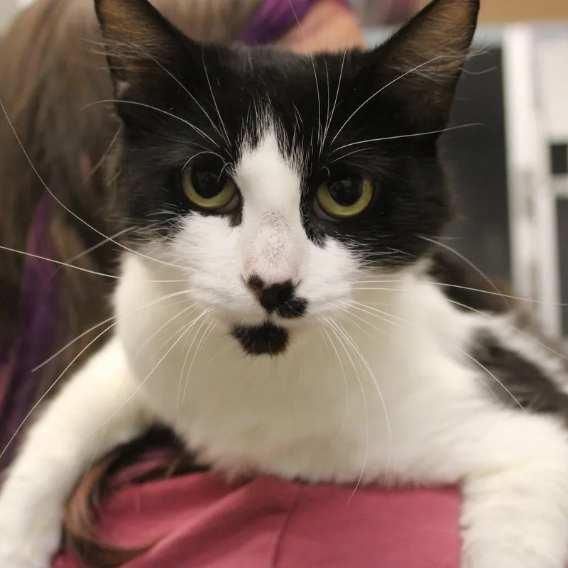 An adult medium-sized female Black & White / Tuxedo Domestic Short Hair cat named Amelia for adoption in Weaverville, CA