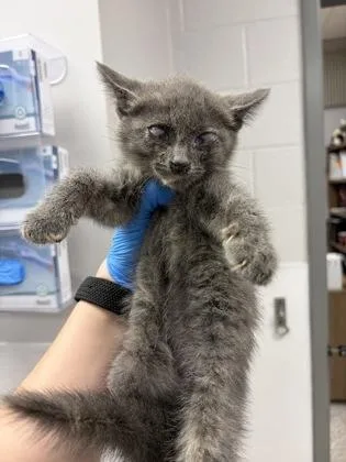 A baby small-sized female Domestic Short Hair cat named Mitzi for adoption in Gastonia, NC