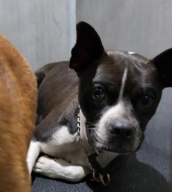 An adult small-sized female Boston Terrier dog named Home Girl for adoption in San Antonio, TX