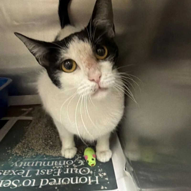 An adult medium-sized female White Domestic Short Hair cat named Valentina for adoption in Palestine, TX