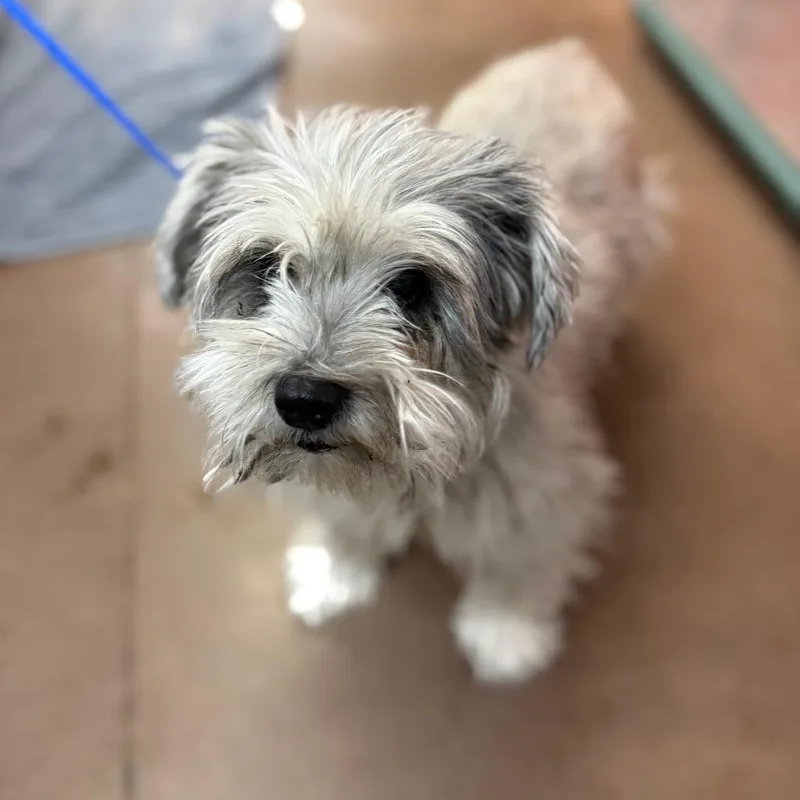 A senior small-sized female Gray / Blue / Silver Yorkshire Terrier dog named Kyya for adoption in Flagstaff, AZ