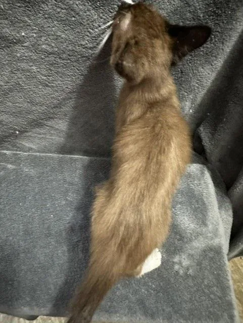 A young medium-sized male Chocolate Point Siamese cat named Cadbury for adoption in Saucier, MS