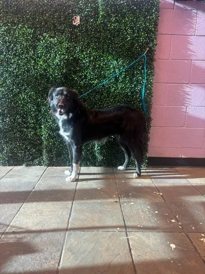 An adult large-sized female Border Collie dog named Hope for adoption in El Paso, TX
