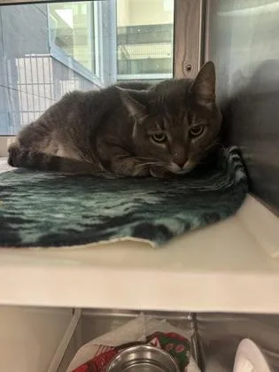 A senior large-sized male Domestic Short Hair cat named Miko for adoption in Westland, MI