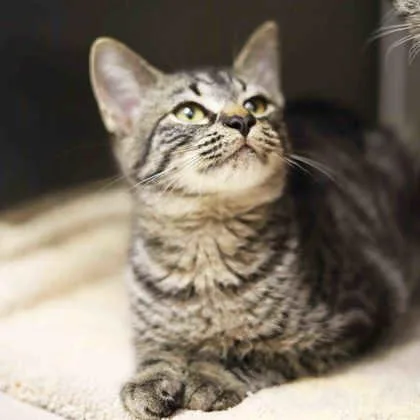 A baby small-sized male Gray / Blue / Silver Domestic Short Hair cat named Moe for adoption in Atlanta, GA