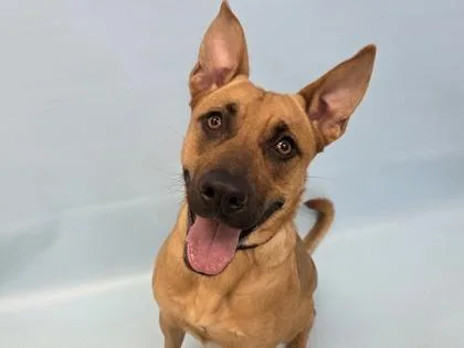 An adult large-sized female Belgian Shepherd / Malinois dog named Lightning for adoption in Golden Valley, MN