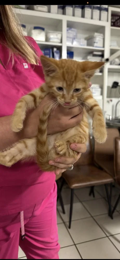 A baby small-sized male Tabby (Orange / Red) Domestic Short Hair cat named Jimmy for adoption in Marietta, GA