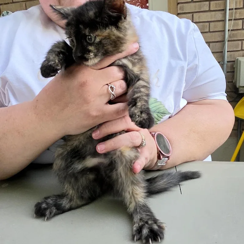 A baby small-sized female Tortoiseshell Domestic Short Hair cat named Caramel for adoption in Grantsville, UT