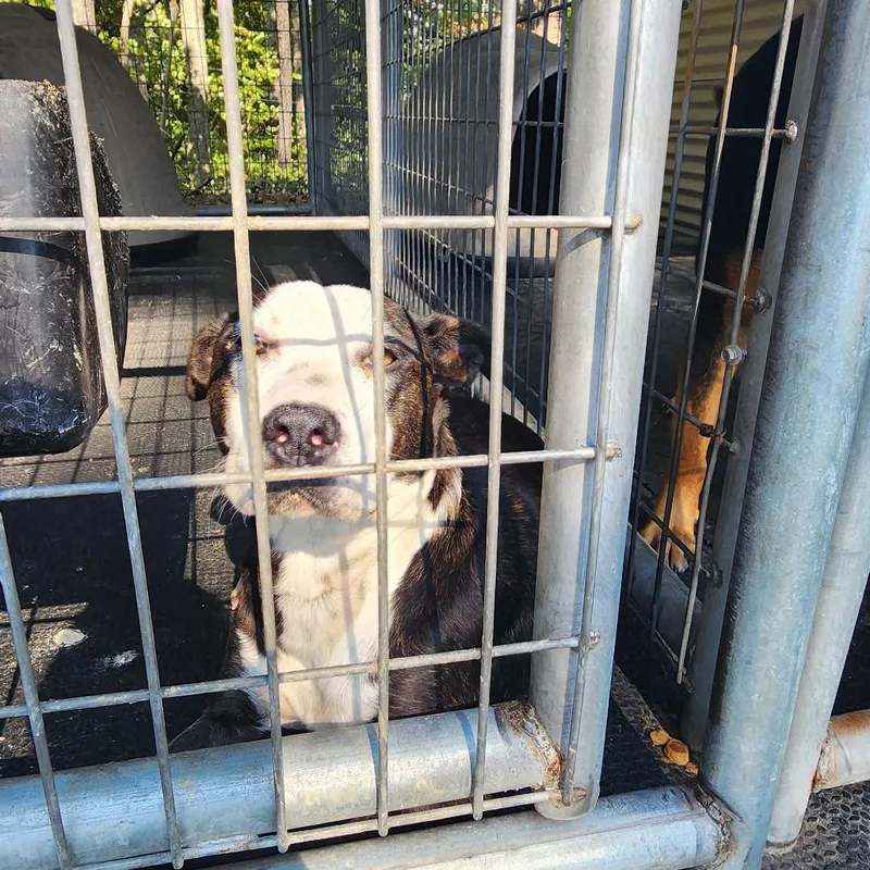 A young medium-sized female Pit Bull Terrier dog named Annie for adoption in Evensville, TN