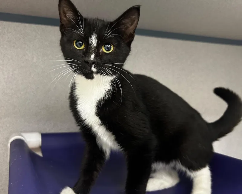 A baby small-sized female Black & White / Tuxedo Domestic Short Hair cat named Darcy for adoption in Raleigh, NC