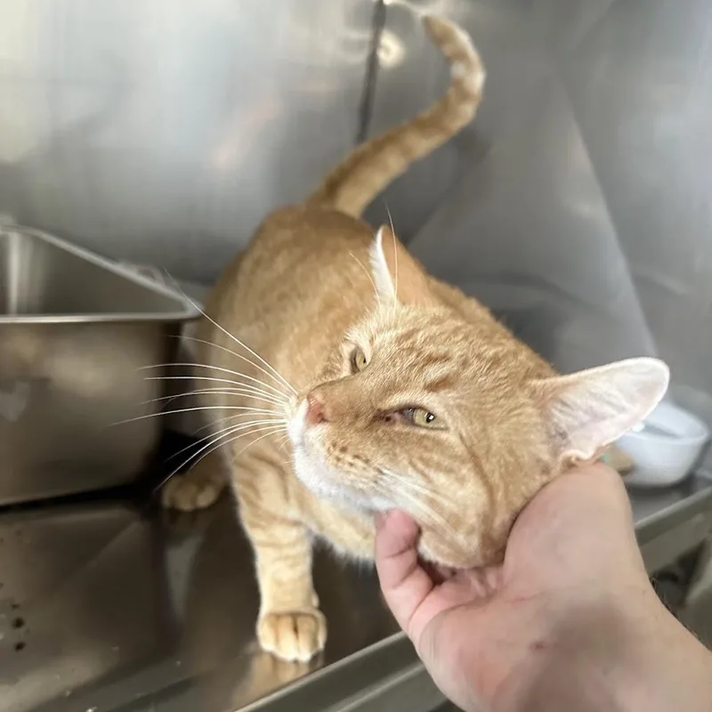 An adult medium-sized male Tabby (Orange / Red) Domestic Short Hair cat named Frazer for adoption in Grand Rapids, MI