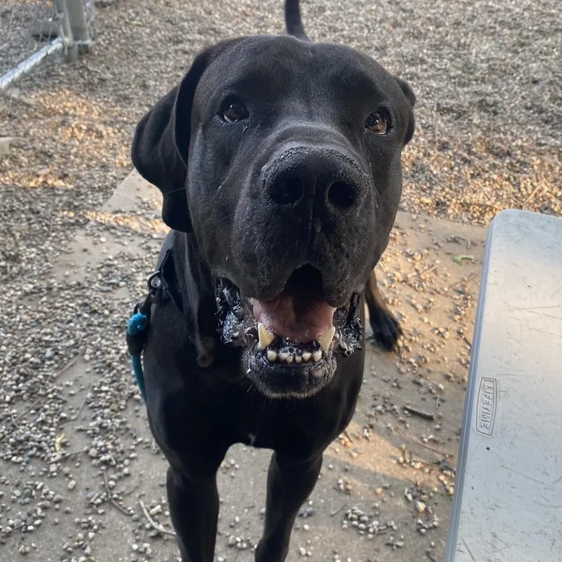 An adult extra large-sized male Black Mixed Breed dog named Bubba for adoption in West Olive, MI