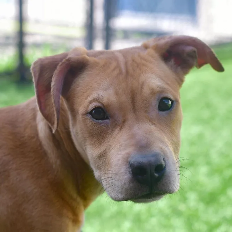 A young medium-sized male Yellow / Tan / Blond / Fawn Pit Bull Terrier dog named Maverick for adoption in Ottawa, KS