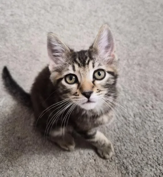 A baby medium-sized male Domestic Short Hair cat named Moe for adoption in Lincoln, CA