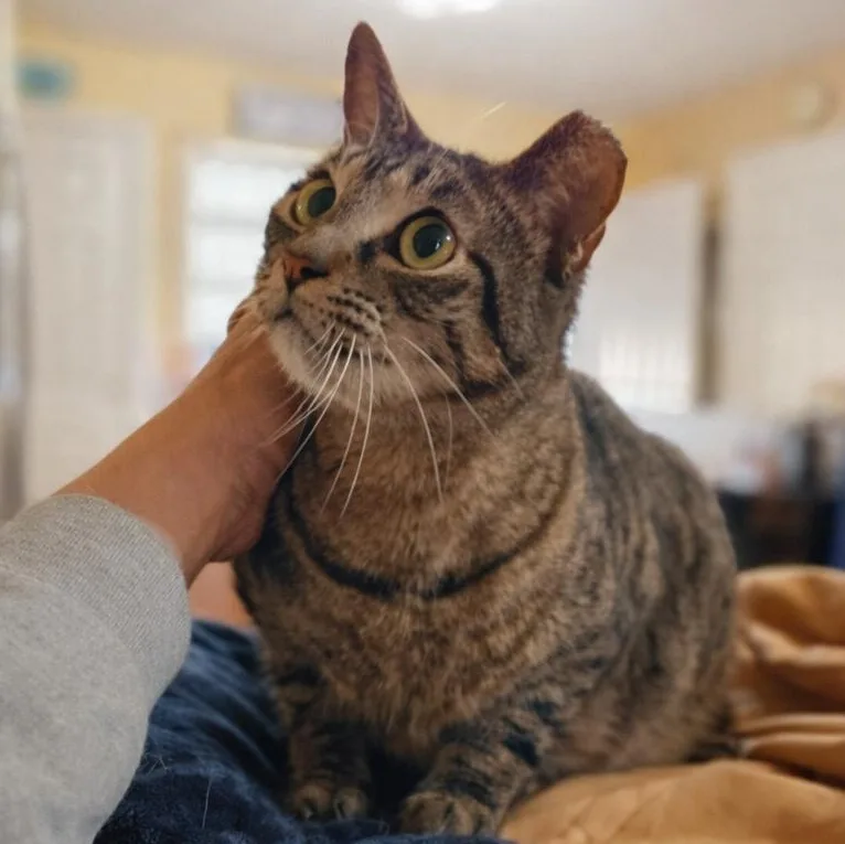 A young medium-sized female Gray & White American Shorthair cat named Lila for adoption in Houston, TX