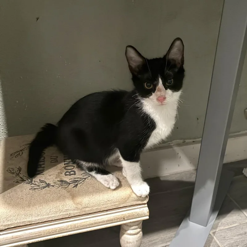 A baby small-sized male Black Domestic Short Hair cat named Panda Bear for adoption in Bulverde, TX