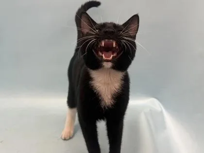 An adult small-sized male Domestic Short Hair cat named Midnight for adoption in Woodbury, MN