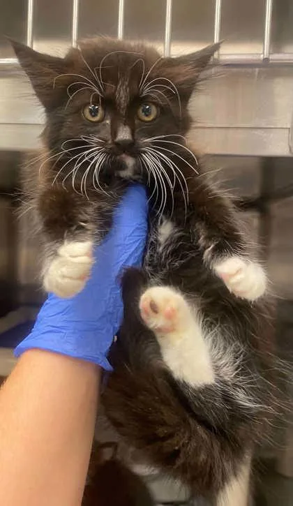 A baby small-sized female Domestic Medium Hair cat named Mallory for adoption in Bowling Green, KY