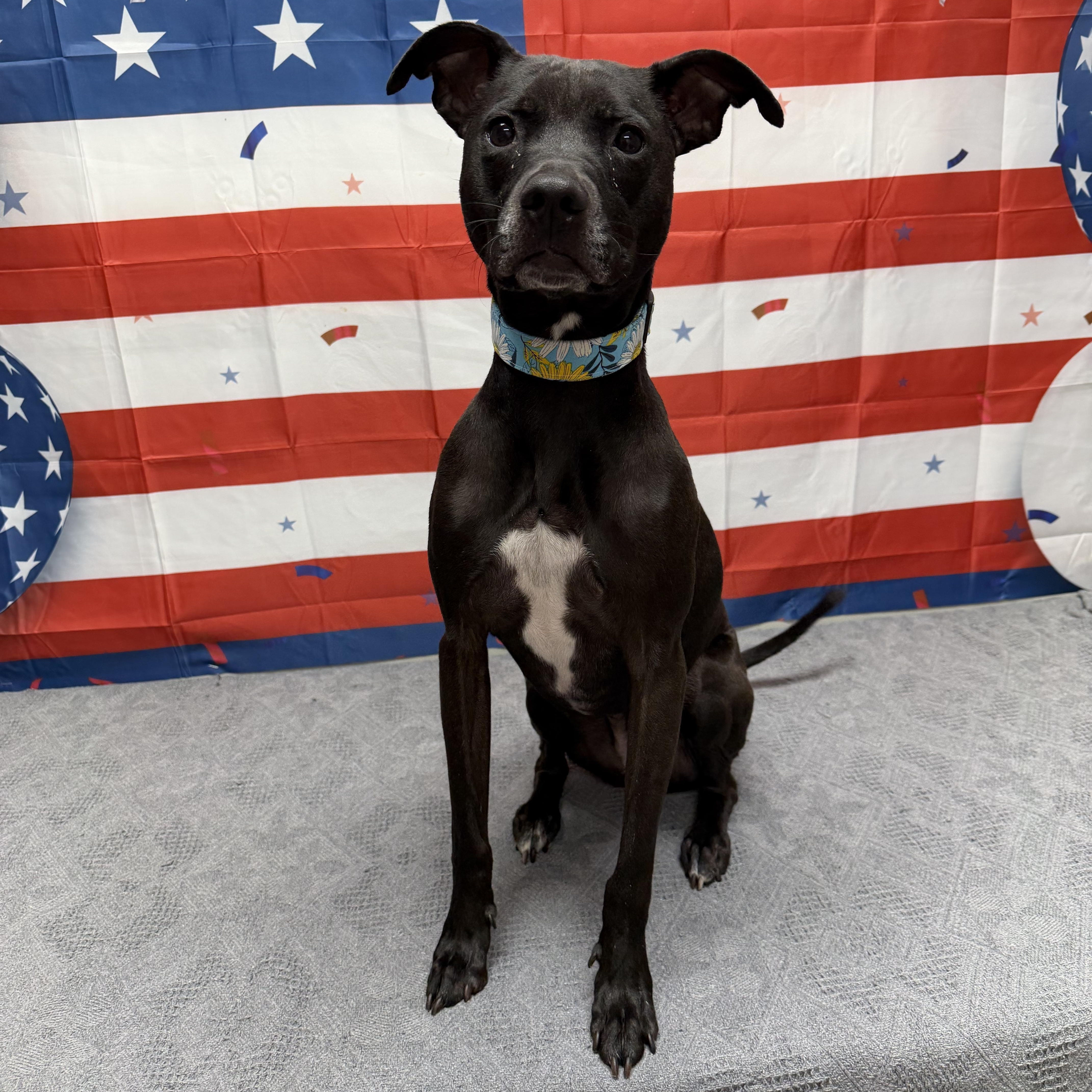 An adult medium-sized female Black Mixed Breed dog named Shimmer for adoption in Urbana, OH