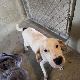 A baby medium-sized male White / Cream Labrador Retriever dog named Casper for adoption in Ocala, FL