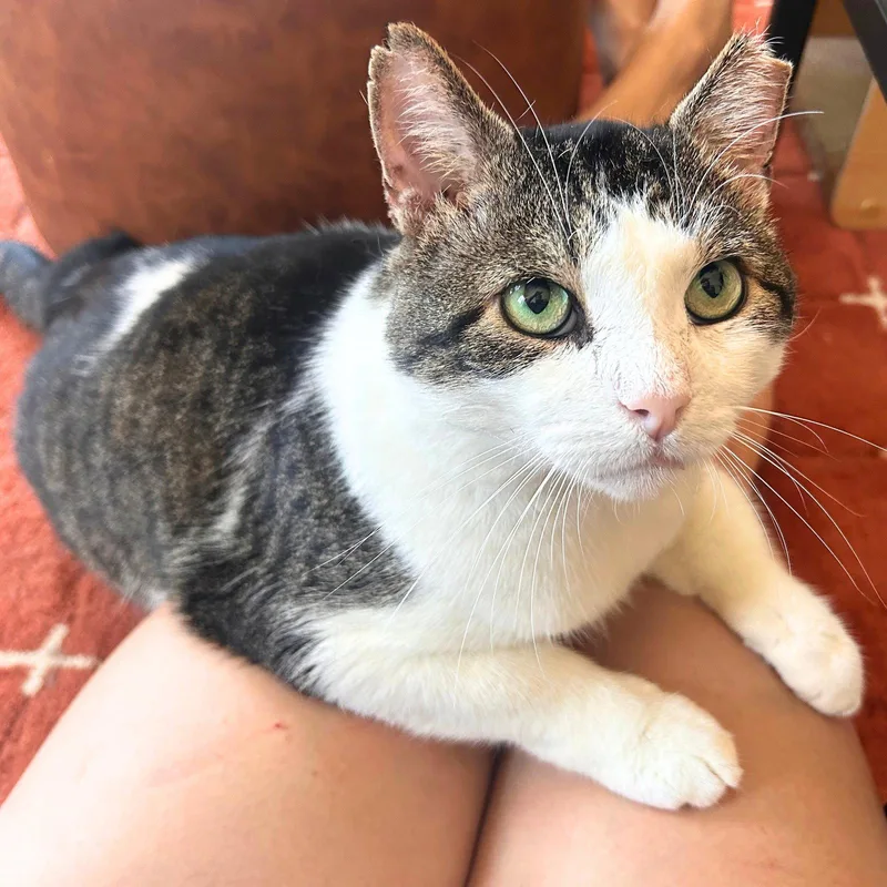 An adult medium-sized male Domestic Short Hair cat named Meatball for adoption in Brooklyn, NY