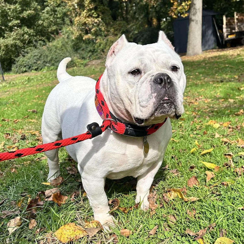 An adult medium-sized female American Bulldog dog named Peggy sue for adoption in Huntington, NY
