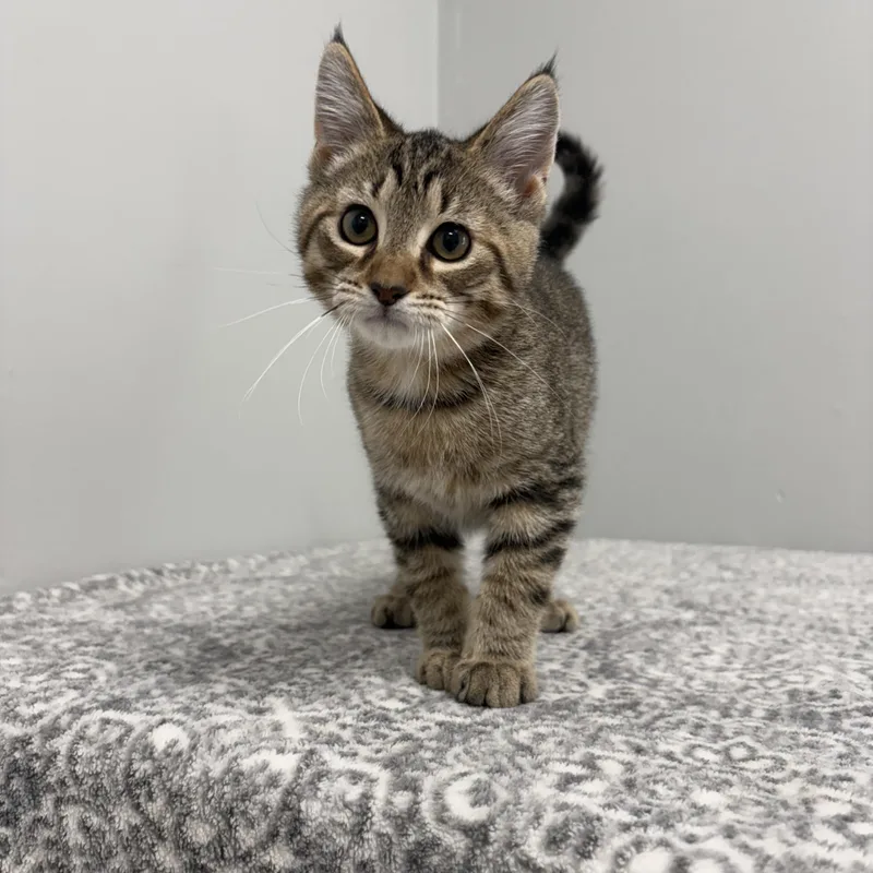 A baby medium-sized male Tabby (Brown / Chocolate) Domestic Short Hair cat named Matcha for adoption in Frankfort, IN