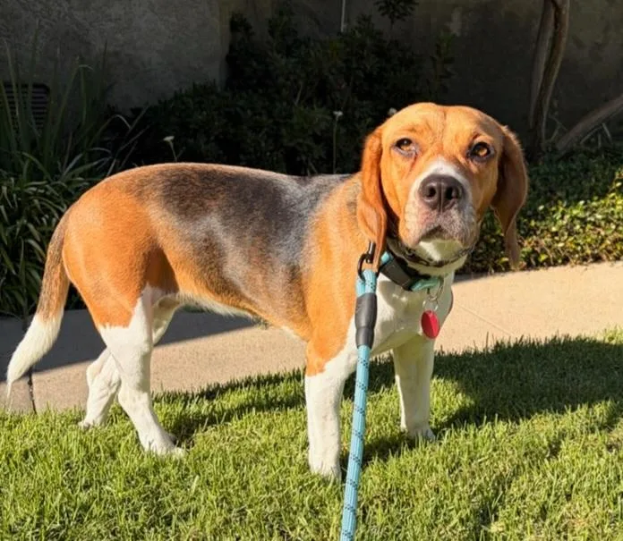 A young medium-sized female Tricolor (Brown, Black, & White) Beagle dog named Mable for adoption in Costa Mesa, CA