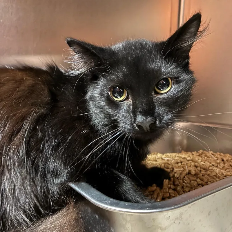 A young medium-sized male Black Domestic Long Hair cat named Jackie for adoption in Pensacola, FL