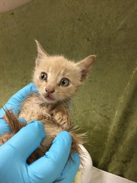 A baby small-sized male Domestic Short Hair cat named Orange Peel for adoption in Riverside, CA